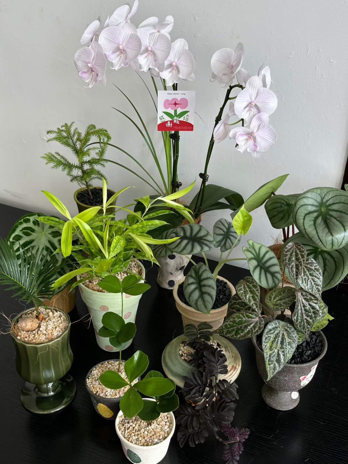 杭州教师节绿植盆栽和蝴蝶兰实拍,适合老师办公室、教研室和长期摆放花礼参考